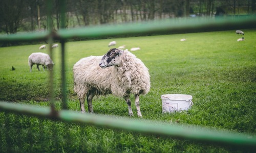 kinderboerderij kinderboerderij