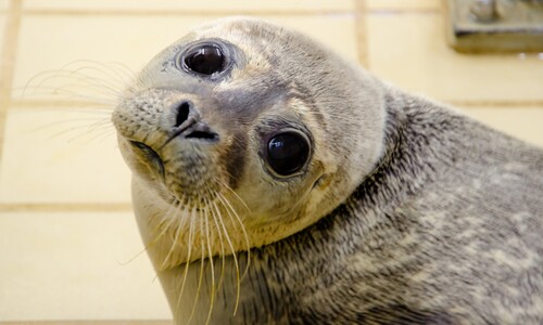 zeehonden