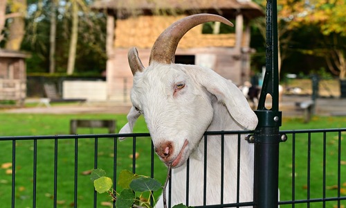 kinderboerderij